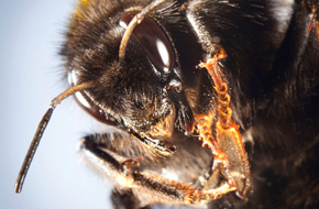 A Bug Stop - Animal Control - East Brunswick, NJ	